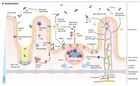 Small intestine